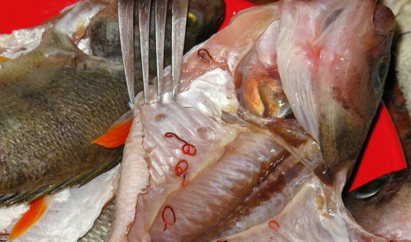 Как защитится от опасной болезни рыб - описторхоз